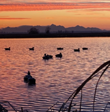 ducks on a pond at sunrise