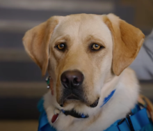 Nash outreach dog 