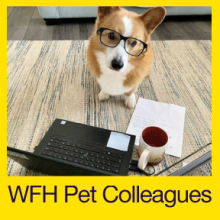 WFH Pet Colleagues