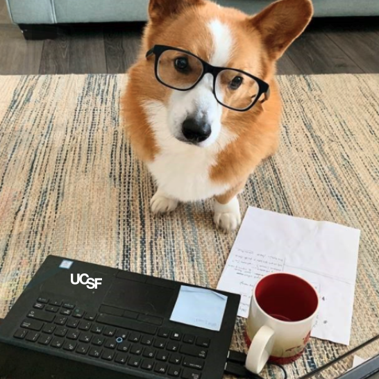Corgi sitting in front of a UCSF laptop.